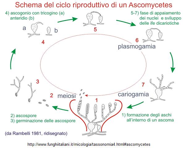 ciclo reproductivo de los ascomicetos
